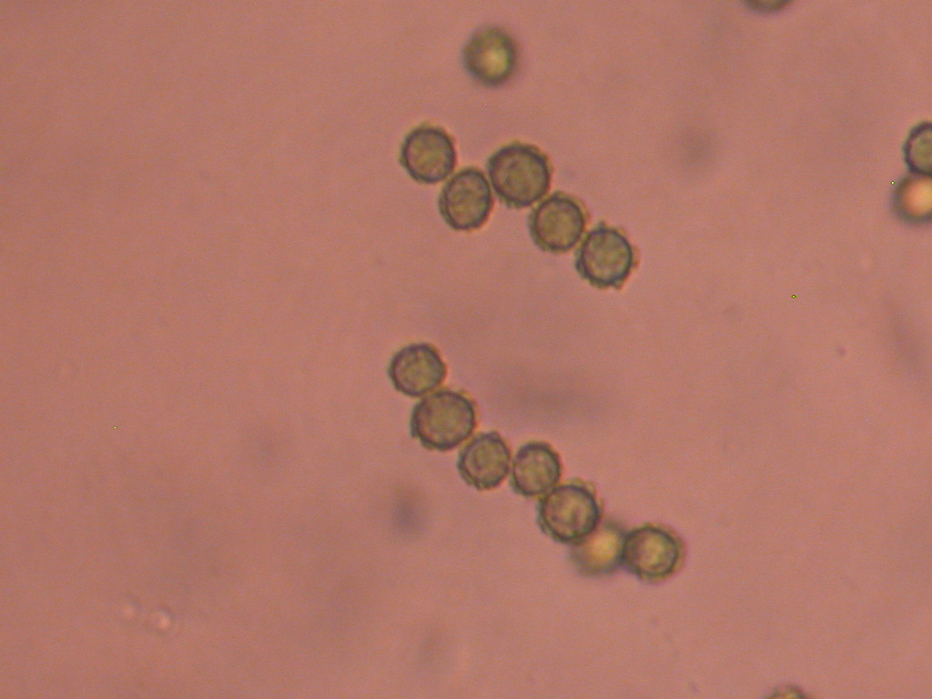 I quiz continuano....!!! - Tulostoma squamosus